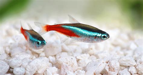 tetra fish|About Us .
